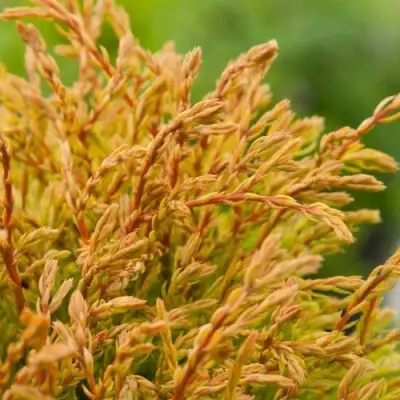 Туя ГОЛДЕН ТАФФЕТ западная в Горках