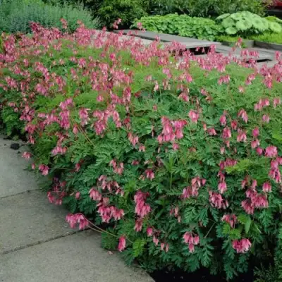 Дицентра изящная в Горках