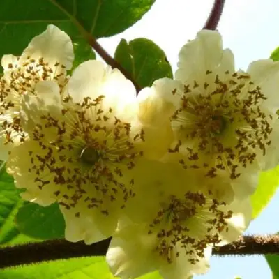 Актинидия АТЛАС (МУЖСКОЙ) киви в Горках