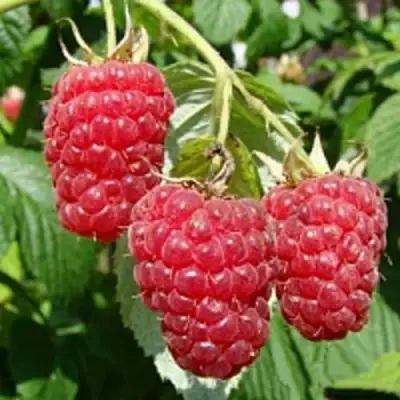 Малиновое дерево ТАРУСА в Горках