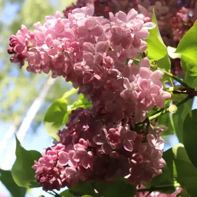 Сирень МЕДОВЫЙ СПАС в Горках