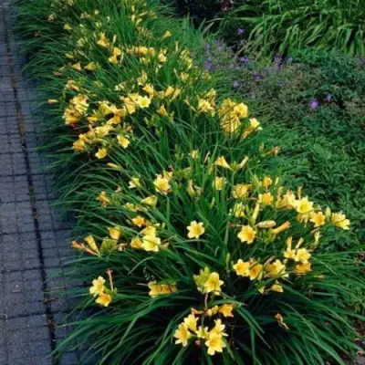 Лилейник СТЕЛЛА ДЕ ОРО гибридный в Горках