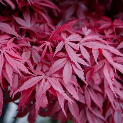 Клен дланевидный АТРОПУРПУРЕУМ в Горках