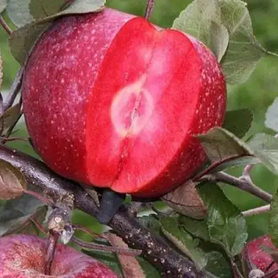 Яблоня РЕД КЕТТИ в Горках