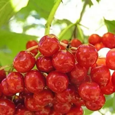 Калина КИЕВСКАЯ САДОВАЯ в Горках