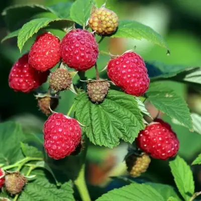 Малиновое дерево СКАЗКА в Горках