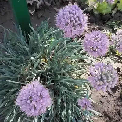 Лук СПИРАЛИС горный в Горках