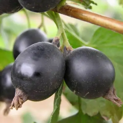 ЙОШТА в Горках