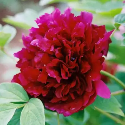 Пион ГАЛАКТИКА травянистый в Горках