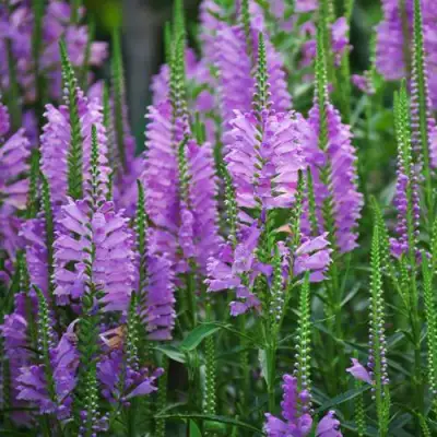 Физостегия РОЗЕЯ виргинская в Горках