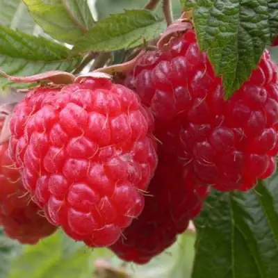 Малина ПИНГВИН в Горках