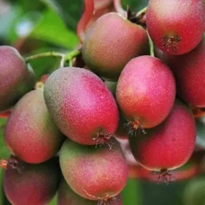 Актинидия ВЕЙКИ аргута в Горках