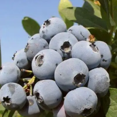 Голубика ЦУКЕР ТРАУБЕ в Горках