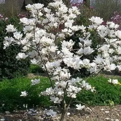 Магнолия АЛЬБА СУПЕРБА в Горках