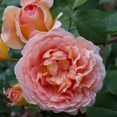 Роза АБРАХАМ ДЕРБИ английская в Горках