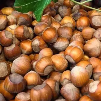 Фундук ТОНДА ДЖИФФОНИ в Горках