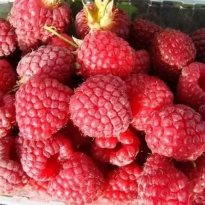 Малина ПОЛЕСЬЕ в Горках