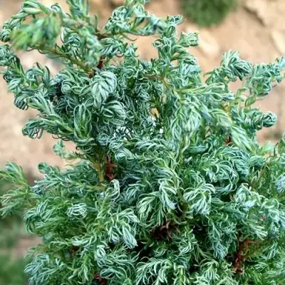 Кипарисовик БЕБИ БЛЮ горохоплодный в Горках