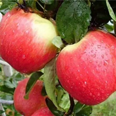 Яблоня ЖЕНЕВА (ЖЕНЕВА ЭРЛИ) в Горках