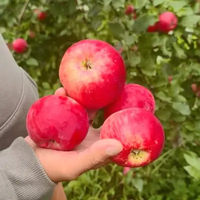 Яблоня АКСЕНА в Горках