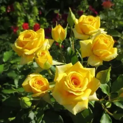 Роза ШАНИ спрей в Горках