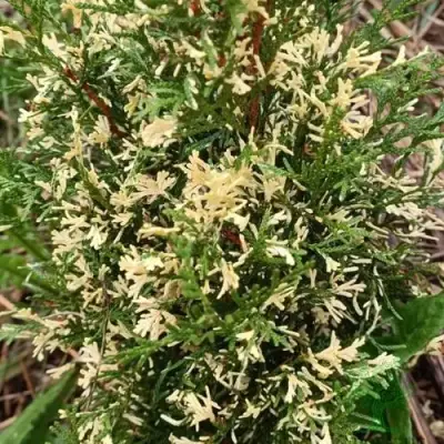 Туя БРАБАНТ ВАРИЕГАТТА западная в Горках