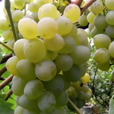 Виноград ТАЛИСМАН в Горках