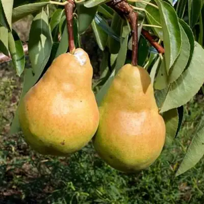 Груша ДЮШЕС ЛЕТНИЙ в Горках