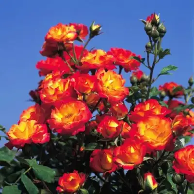 Роза ТАЙФУН спрей в Горках