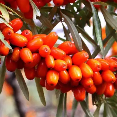 Облепиха ДЖЕМОВАЯ в Горках