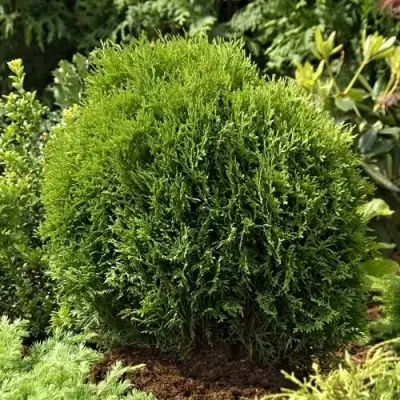 Туя ТИНИ ТИМ западная в Горках