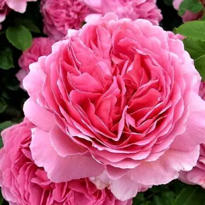 саженцы розы ПРИНЦЕССА АЛЕКСАНДРА ОФ КЕНТ