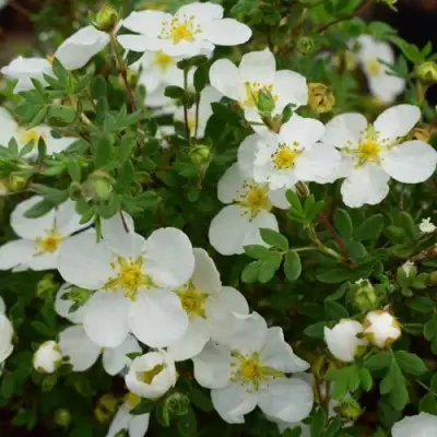 Лапчатка АББОТСВУД кустарниковая в Горках