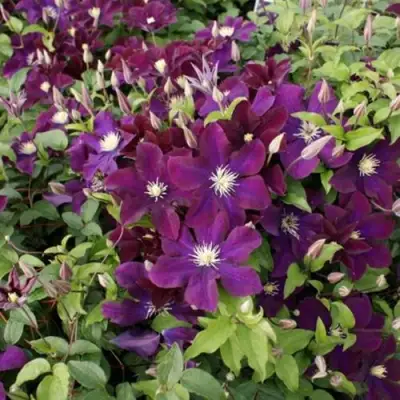 Клематис ГЕРОИ ВАРШАВЫ в Горках