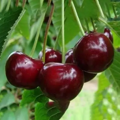 Вишня ЖАДАНА в Горках