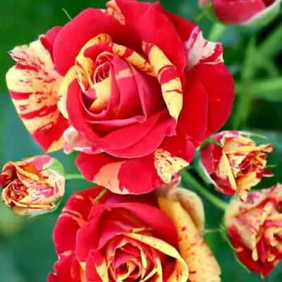 Роза ФАЙЕР ФЛЕШ спрей в Горках