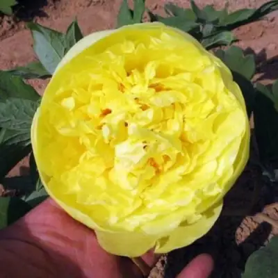 Пион ЗОЛОТО ПОДНЕБЕСНОЙ древовидный в Горках