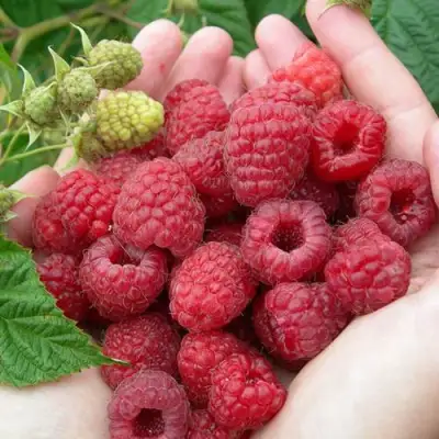 Малина МОЛЛИНГ ДЖУНО в Горках