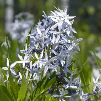 Амсония ТАБЕРНЕМОНТАНА в Горках