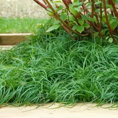 Осока БИТЛЗ в Горках