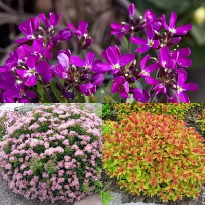 Комплект ЯПОНСКИЙ САД в Горках