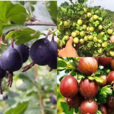 Комплект КРЫЖОВНИК MIX в Горках