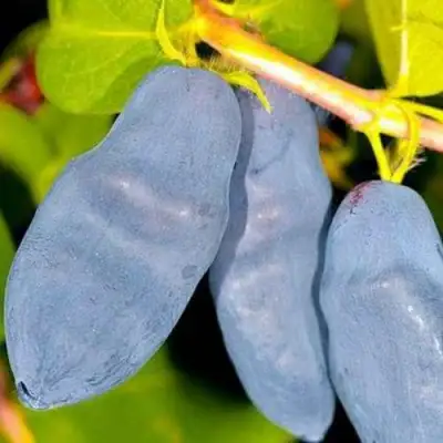 саженцы жимолости длинноплодная