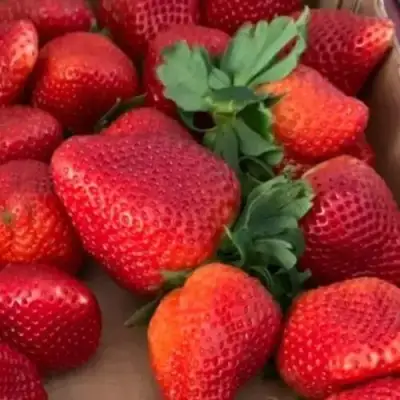 Клубника МОНТЕРЕЙ ремонтантная в Горках