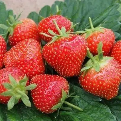 Клубника ЭЛЬСАНТА в Горках