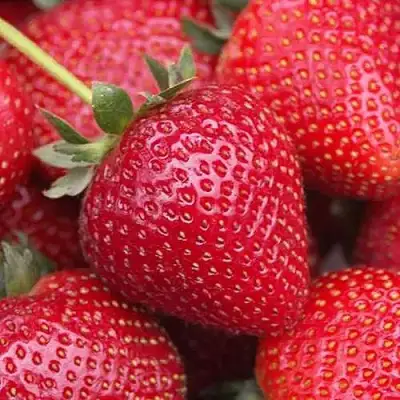 Клубника СЕЛЬВА ремонтантная в Горках