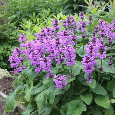 Буквица крупноцветковая в Горках