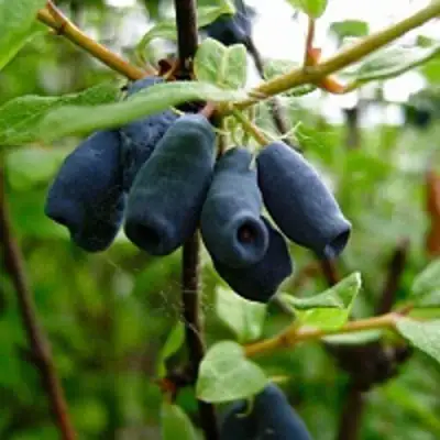 Жимолость съедобная ВОЛХОВА в Горках