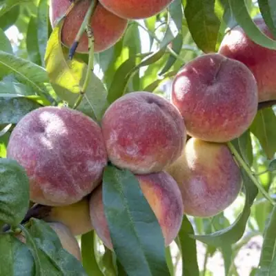 Персик ЗАРМЕНЮ в Горках