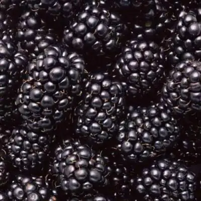 Ежевика ОРКАН бесшипная  в Горках